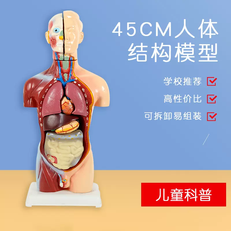 儿童人体结构解剖模型可拆卸五脏六腑内脏器官骨骼构造拼装玩具-Taobao