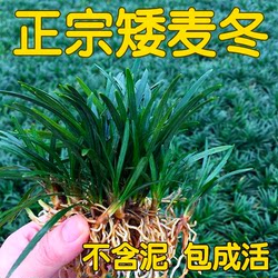 Japanese dwarf Ophiopogon japonicus cold-resistant villa courtyard