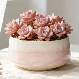 
Large diameter succulent flowerpot ceramic personalized creative breathable ice crack combination platter home simple group special price