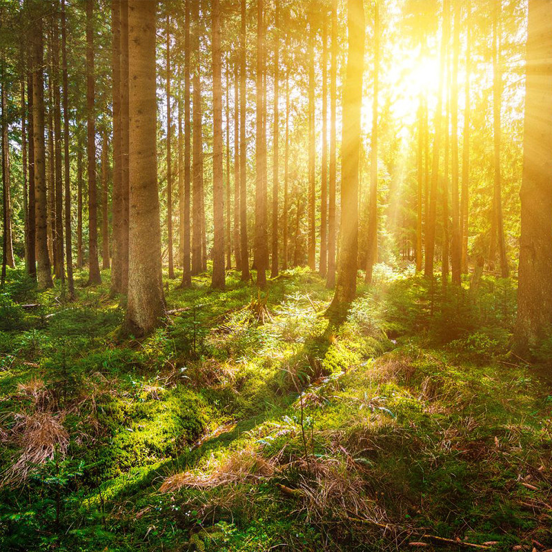 杭州至德清莫干山 1日游包车私家天然森林氧吧