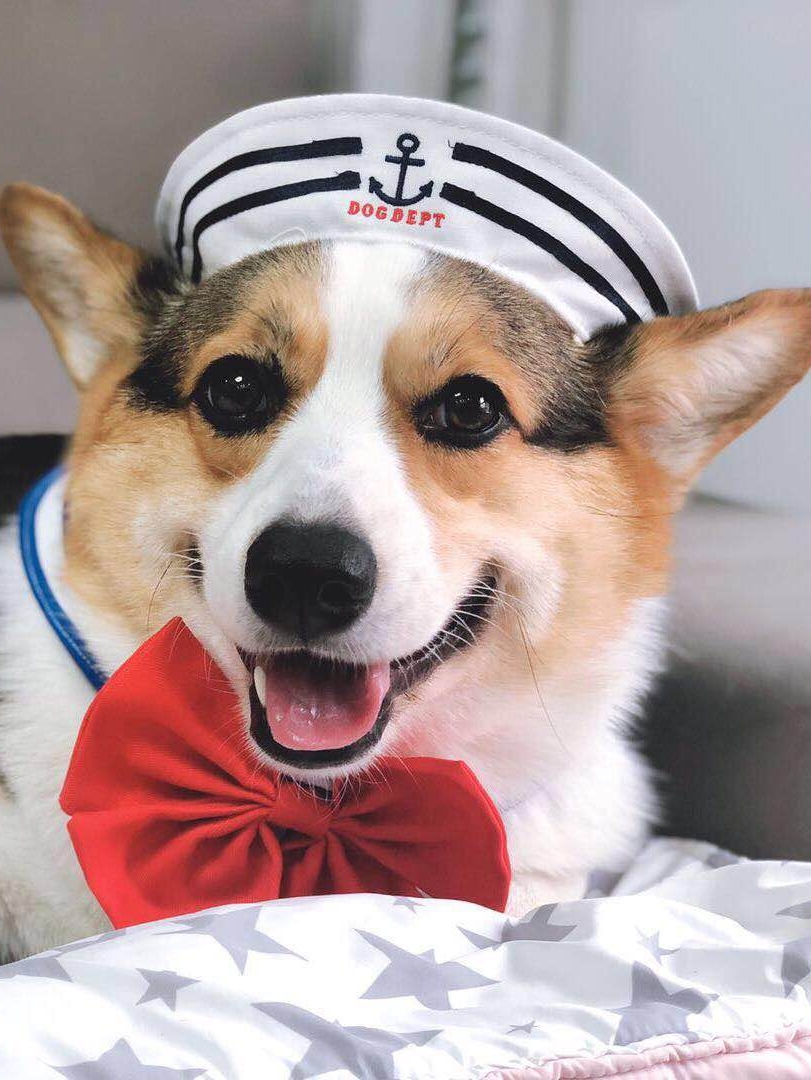 柴犬美少女战士日本海军围嘴