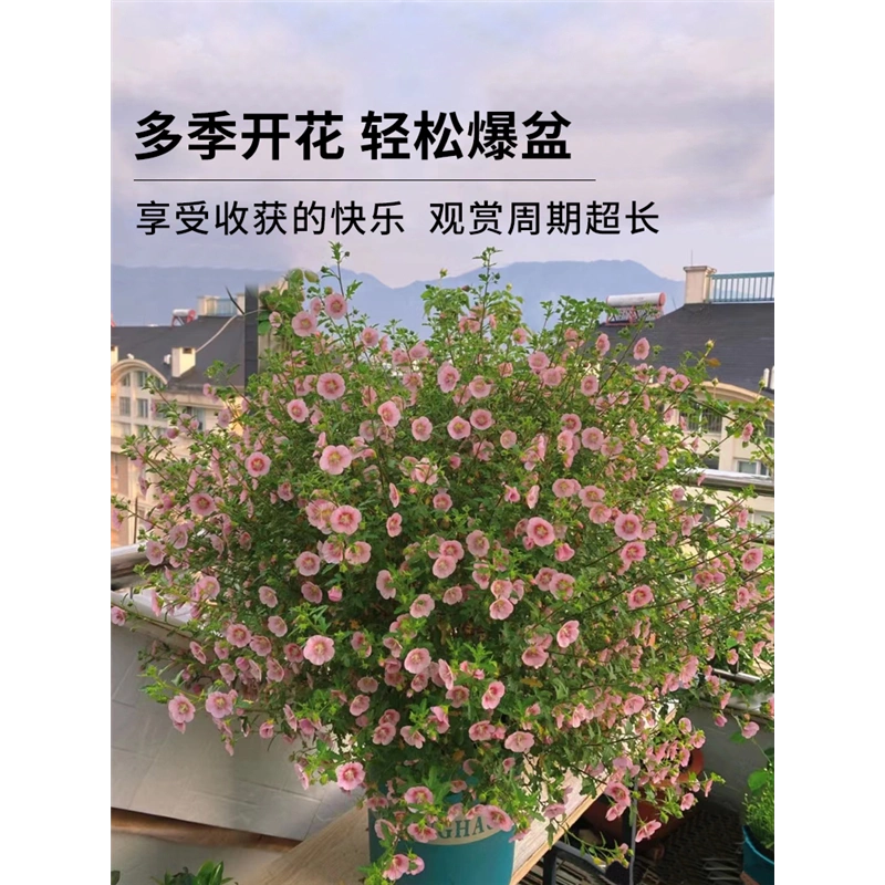 小木槿花卉盆栽棒棒糖耐寒耐熱庭院室內陽臺四季開花好養植物大全-Taobao