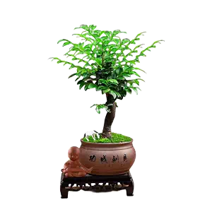 紫檀盆景植物- Top 5000件紫檀盆景植物- 2024年3月更新- Taobao