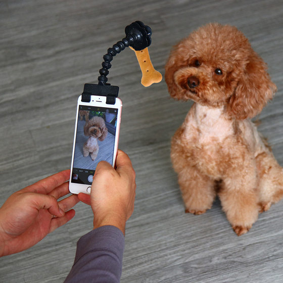 
Pet selfie stick for dogs and cats looking at the camera, toy pet camera phone clip, pet selfie stick