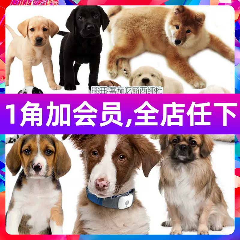 可爱呆萌宠物店小狗犬斑点狗狗png免抠透明背景