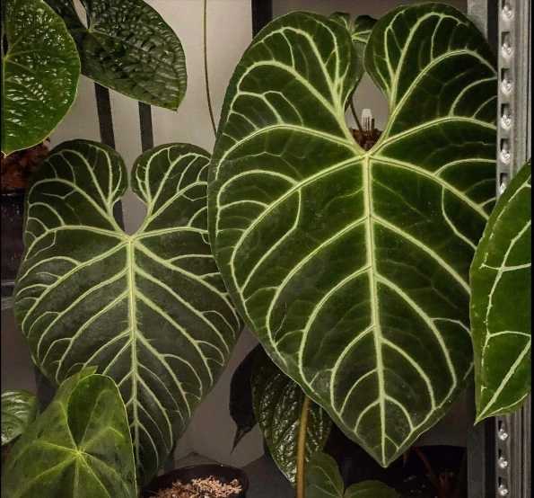 浇浇植物帝王花烛anthurium Regale天南星科观叶脑纹原种进口