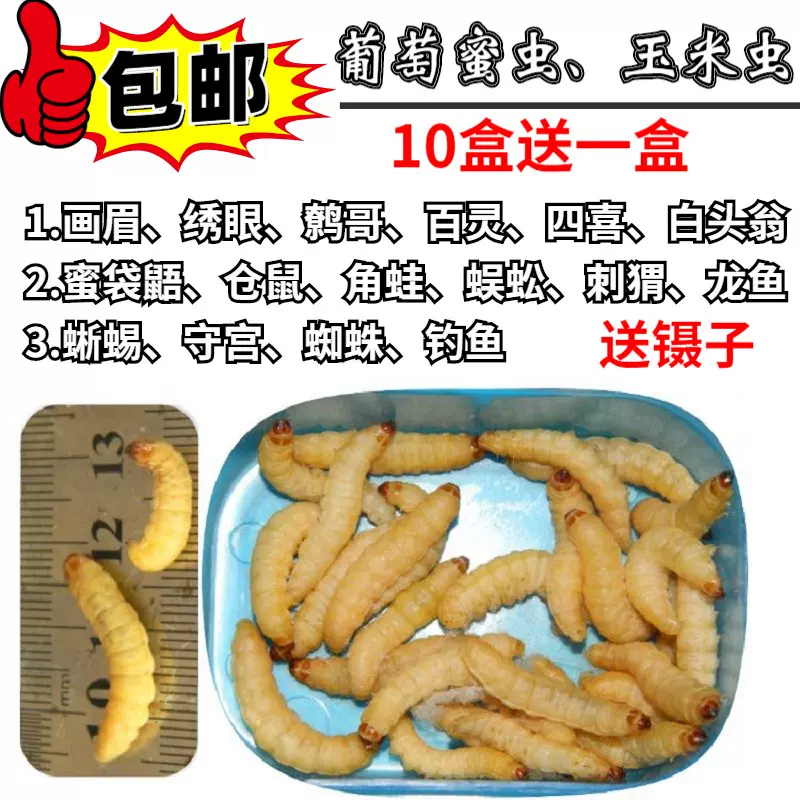 葡萄蜜玉米虫蜜虫葡萄密虫大蜡螟幼钓饵鱼饵鸟虫仓鼠刺猬零食 Taobao