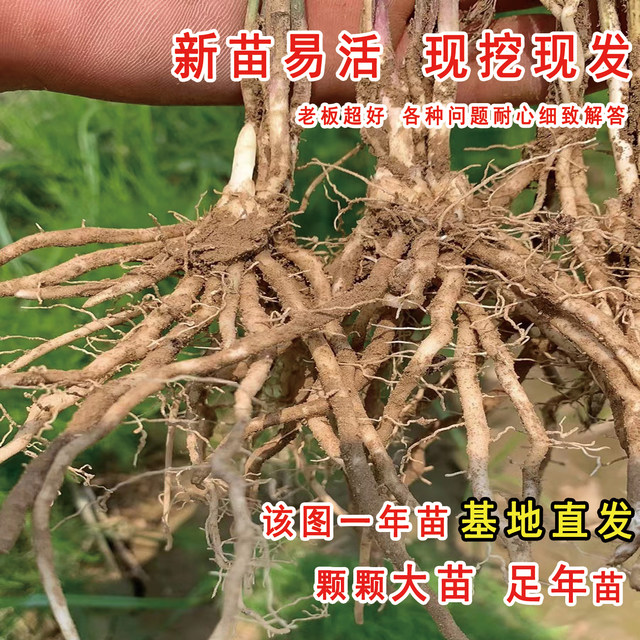 Asparagus seedlings Asparagus seedlings roots with soil, white green asparagus purple fruit Asparagus potted plant garden balcony four seasons vegetable seedlings
