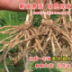 Asparagus seedlings Asparagus seedlings roots with soil, white green asparagus purple fruit Asparagus potted plant garden balcony four seasons vegetable seedlings
