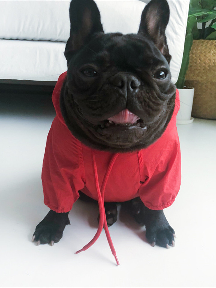 一只全球狗 小型犬雨衣
