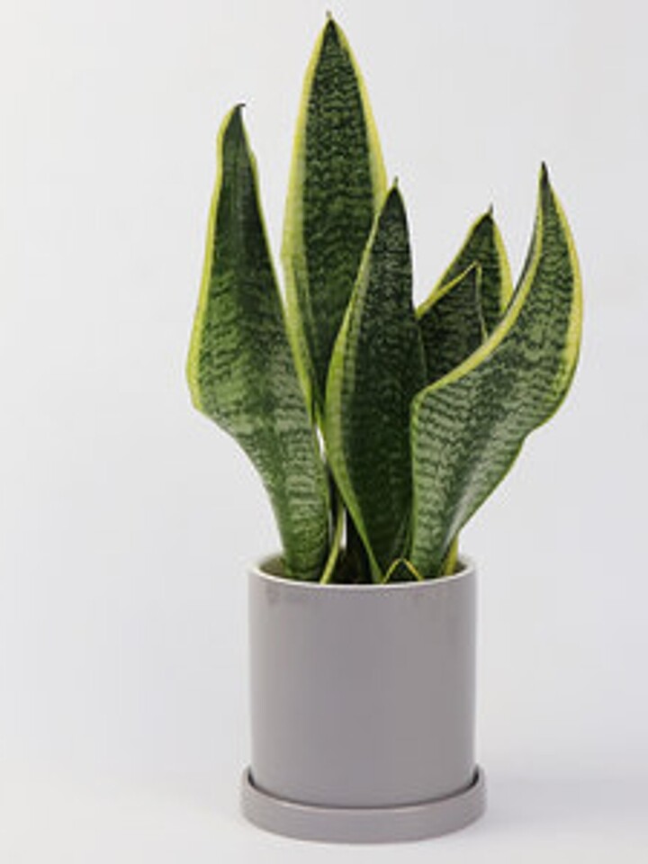 金边虎皮兰盆栽