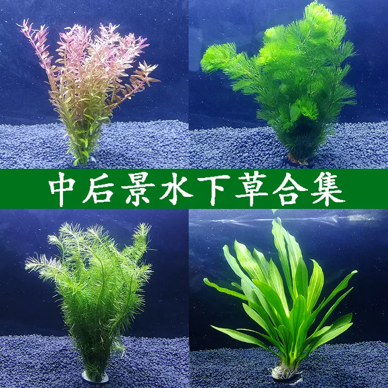 养鱼水草浮草鱼草缸水草装饰水草植物真草鱼缸水草植物