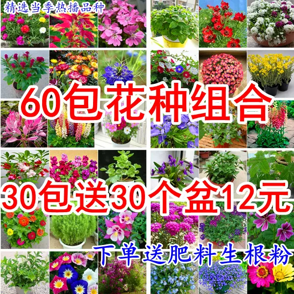 花种四季开花春夏秋冬天播大全易活阳台盆栽花种