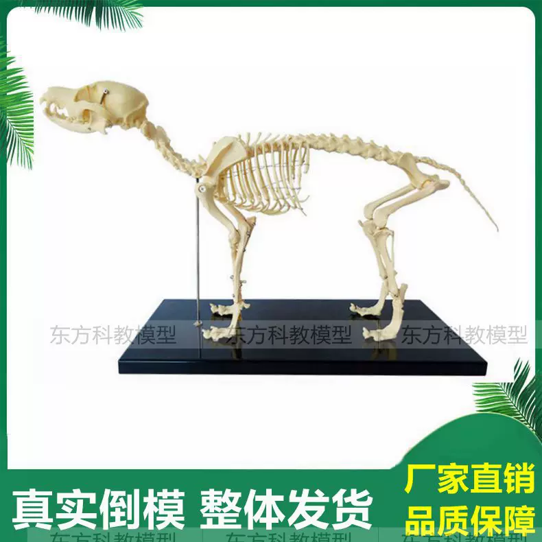 犬 骨模型 - ペット用品