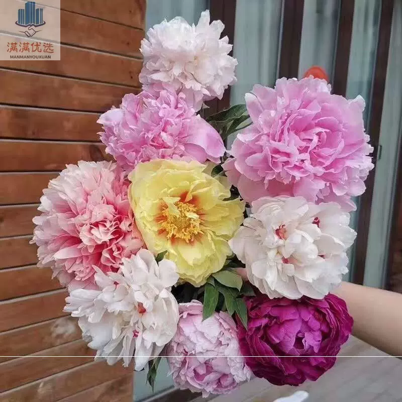 油画牡丹鲜花单瓣芍药鲜切花油画牡丹鲜切花山东大芍药束