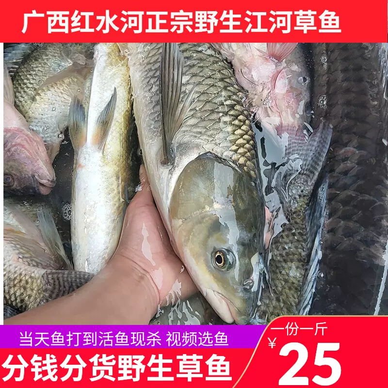 大草魚紅水河正宗現捕野草魚淡水魚鮮活現殺草