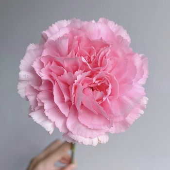 High quality single head carnation daily vase pink diamond