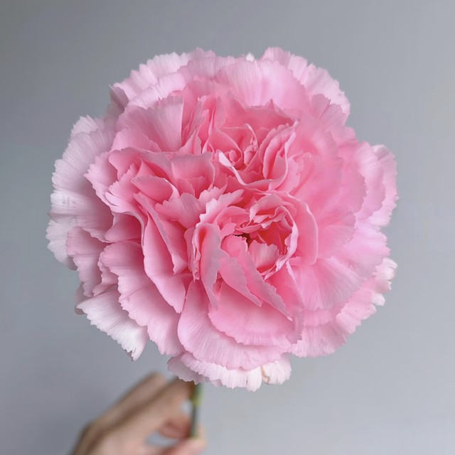 Yunshe Town Store Treasure, Pink Diamond Single-Head Carnation, Any combination of 2 or more cold chains