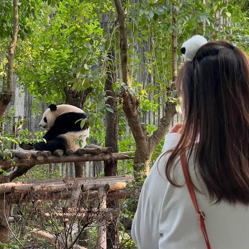 重庆+成都旅游双城5日4晚游 洪崖洞 宽窄巷子 大熊猫基地 都江堰
