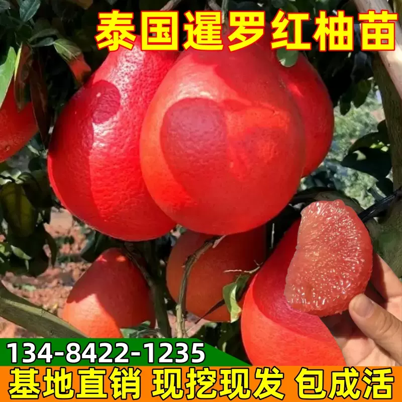 新品种苹果柚柚子果树苗别墅庭院地栽阳台盆栽大树带果南北方种植-Taobao