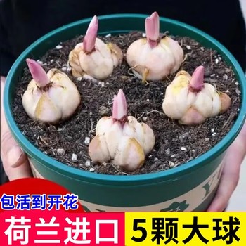 Imported perfume lily balls bloom in all seasons indoor and outdoor balcony multi-head lily cold-resistant and easy to grow double-petal planting