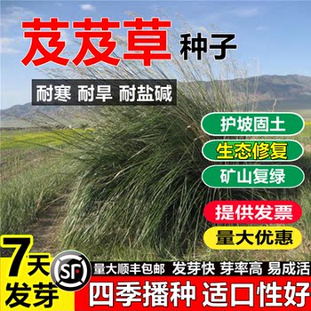 
Serdenin seeds prevent wind, sand, salt, alkali and greening