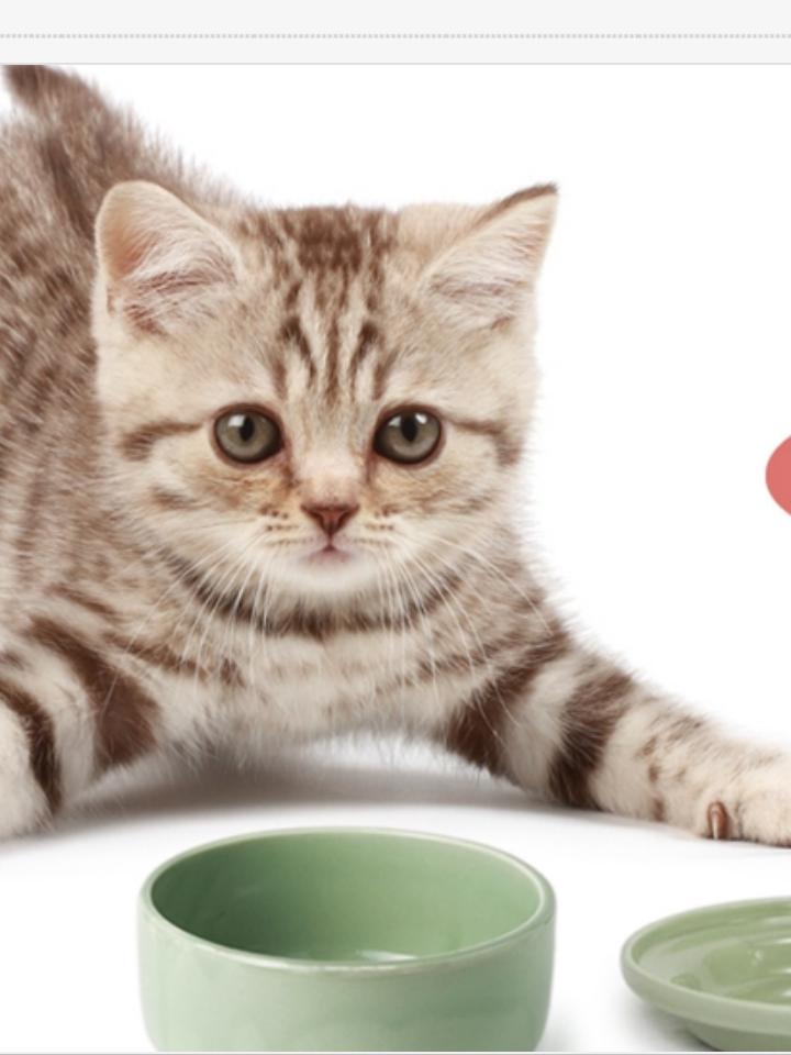  日本原装进口Aukatz猫专用水碗