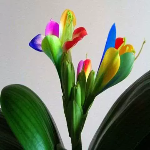 新品君子兰室内花卉绿植盆栽君子兰花苗复色君子兰花七彩君子兰