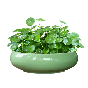 豪華で新しい 『盆栽鉢と水盤〈盆栽水石者必携〉』 コレクション 