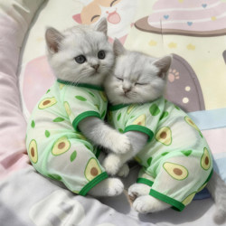 Cat Jumpsuit Spring and Summer Thin Style Ragdoll Blue and White British Shorthair Pet Cute Breathable Anti-Shedding Dog Four-Legged Clothing
