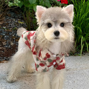 
Dog Clothes Summer Holiday Beach Style Shirt Schnauzer Teddy Bichon Small Puppy Pet Cat Clothing