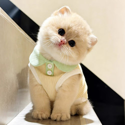 Cat Clothes Spring and Summer Thin Vest Pet Dog Polo Shirt with Collar Golden Gradient Ragdoll Devon Anti-Shedding