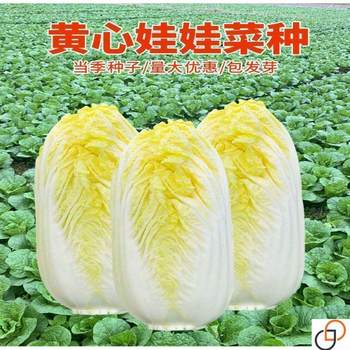
Golden baby cabbage seeds in all seasons Vegetable seeds grow fast and good quality Rapeseed seeds in all seasons of spring, summer and autumn
