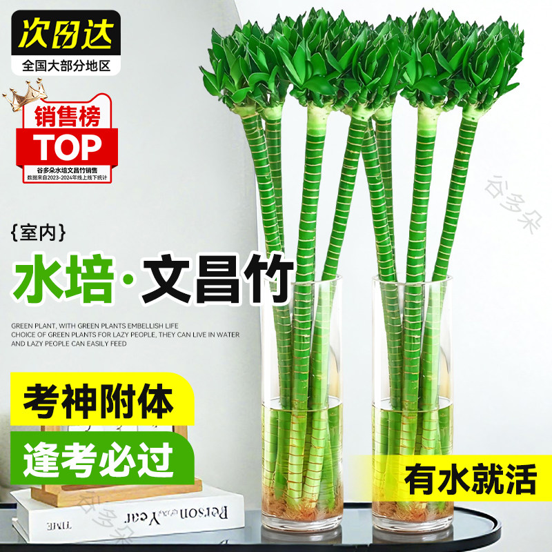 文昌竹4支水培招财绿植-淘宝逛一逛