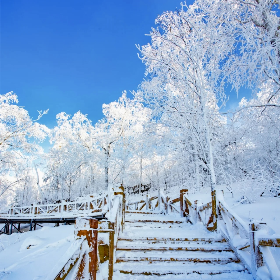 【纯玩12人小团】哈尔滨旅游6天5晚去雪乡亚布力滑雪含机票住四钻