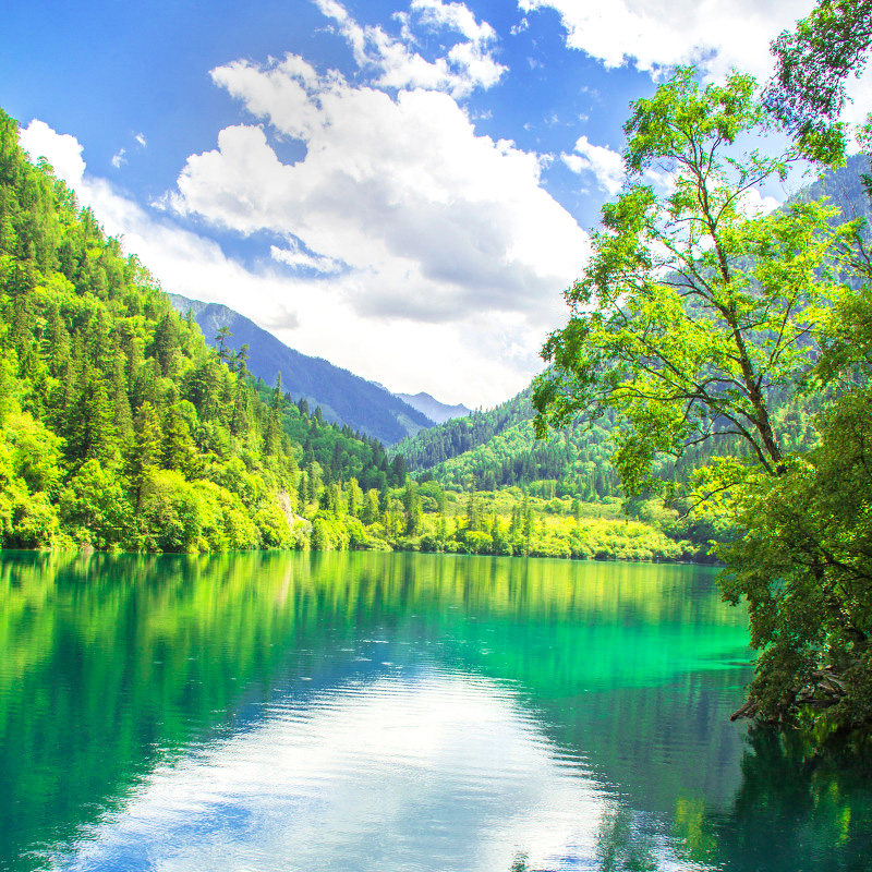 8人团丨四川旅游纯玩6天5晚 成都九寨沟黄龙都江堰熊猫基地三星堆