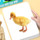 Animal cognition cards, baby early education, infants and young children reading pictures and recognizing objects, enlightenment book, one-year-old children's literacy flash cards, complete set