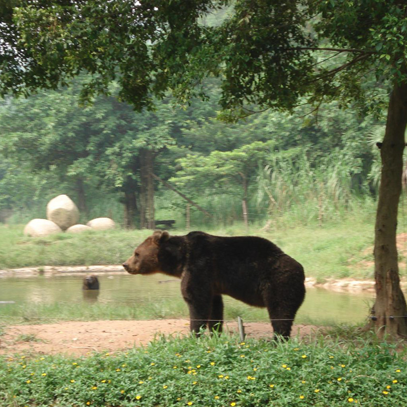 广州长隆野生动物世界一日游金牌导览小团门票
