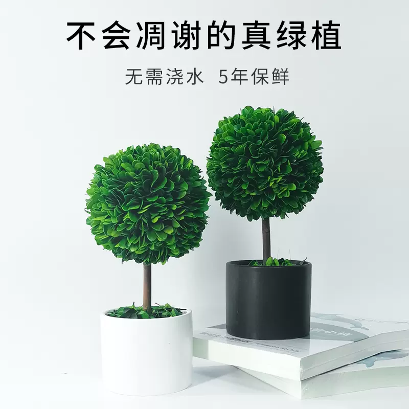 馨颜植花卉植物室内小盆栽客厅装饰盆景办公室桌面绿植宿舍