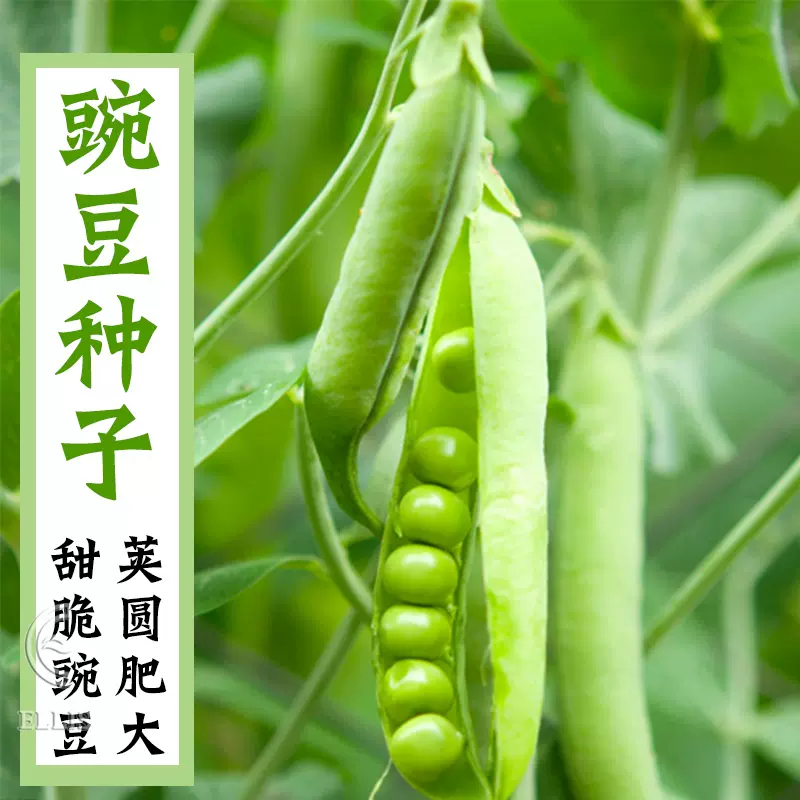 甜脆豌豆种子青碗豆大荚豌豆尖弯豆豌豆苗籽