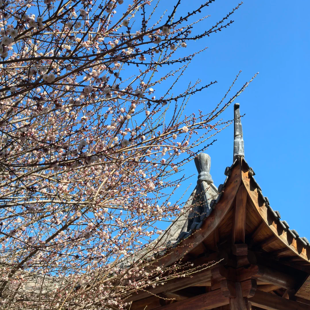 深圳出发【赏梅花·惠州御景峰1日游】国家森林公园+瀑布群-纯玩