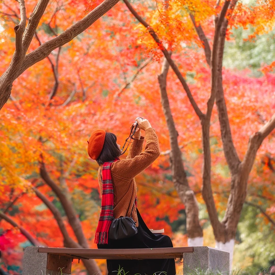 元旦【清远小江银杏村+蓝山谷红枫2天】漫步湘江大峡谷+万山朝王
