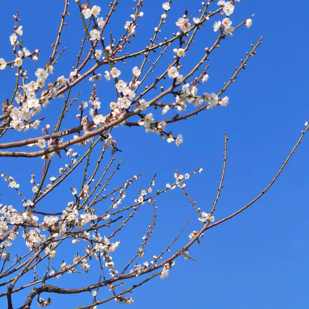 深圳出发【赏梅花·惠州御景峰1日游】国家森林公园+瀑布群-纯玩