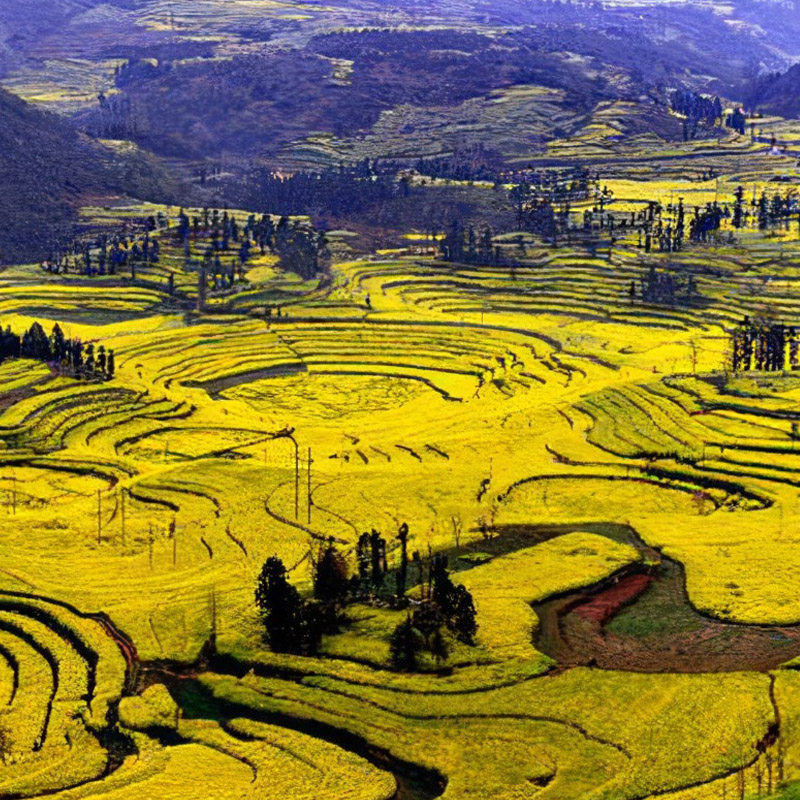滇东南深度9天元阳梯田罗平油菜花东川红土地建水弥勒河口蒙自
