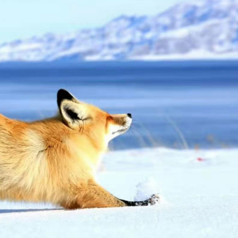 【6人团】冬季伊犁7天自驾赛里木湖库尔德宁那拉提草原独山子峡谷