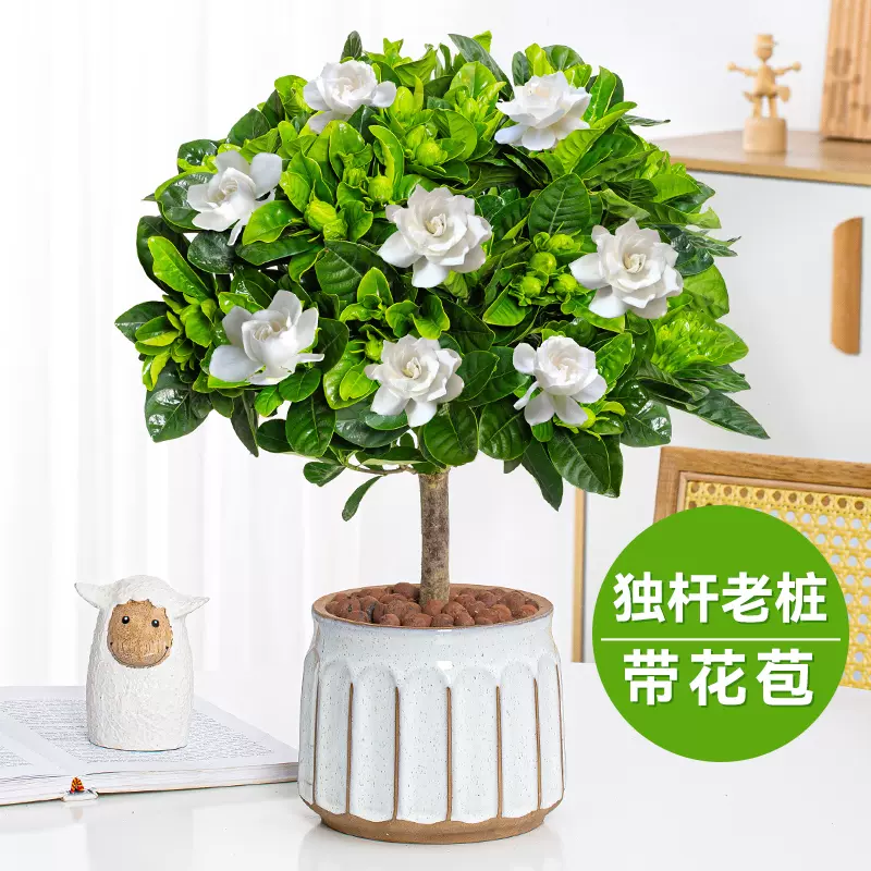 梔子花盆栽陽臺花卉植物室內花老樁盆景大顆四季好