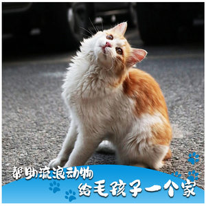 
Do one good deed a day, rescue stray animals, and improve their wanderings and conditions. The most expensive thing
