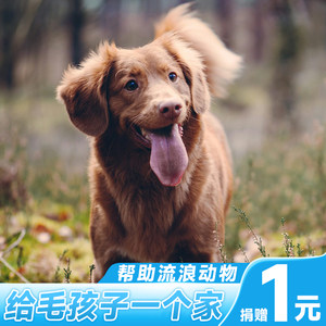 
[Charity Fundraiser] Do one good deed a day and rescue stray animals. Ali’s charity rescues furry children through the winter.