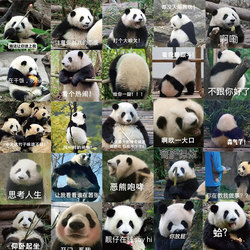 62 Panda Flower Expression Pack Samolepky Roztomilé Pouzdro Na Mobilní Telefon Počítač Ipad Kufr Samolepky Na Notebook Vodotěsné