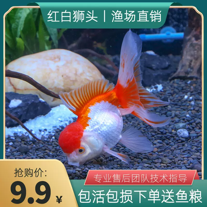 紅白獅子頭金魚活體金魚活魚觀賞魚冷水魚小型金魚苗風水魚招財魚 Taobao